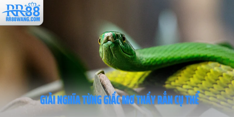 Giải nghĩa từng giấc mơ thấy rắn cụ thể