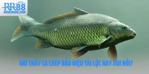 Ảnh đại diện Mơ Thấy Cá Chép