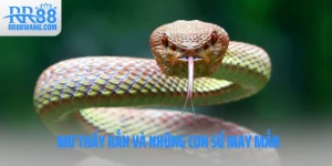 Ảnh đại diện Mơ Thấy Rắn